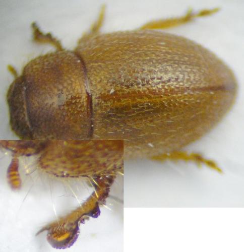 Ammobius rufus